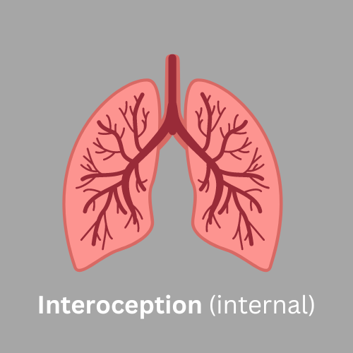 Human lungs representing the interoception (internal) sense