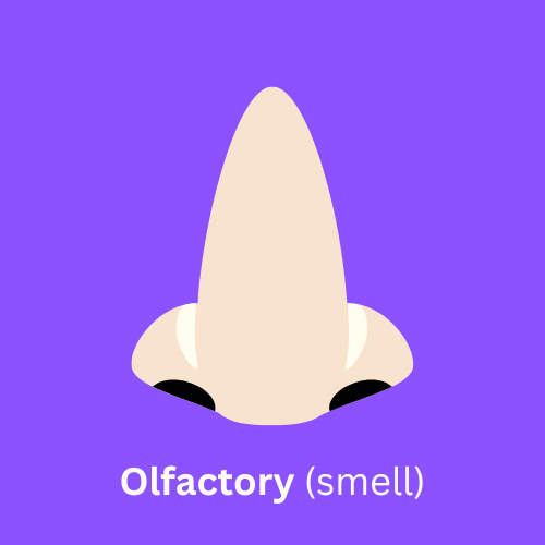 Nose sniffing air representing the olfactory (smell) sense